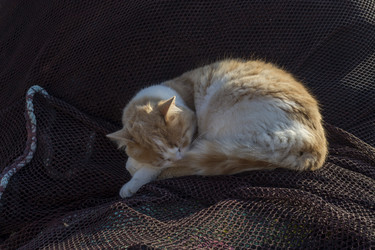 Similar image 21278516