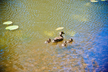 Similar image 21271828