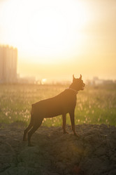 Similar image 21269755