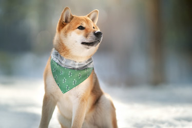 Similar image 21269765