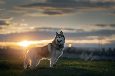 Similar image 21270034