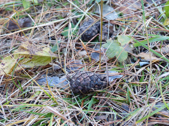 Similar image 21277589