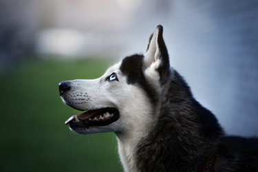 Similar image 21269794