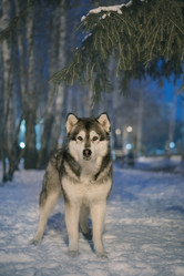 Similar image 21274075