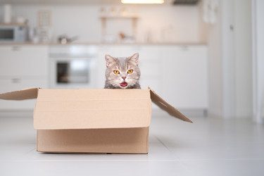 Similar image 21274313