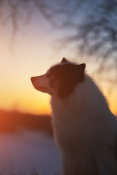 Similar image 21274318