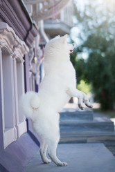 Similar image 21274320