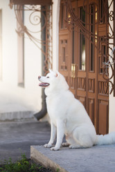 Similar image 21274337