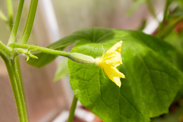 Similar image 21287522