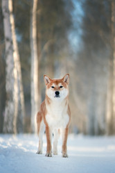 Similar image 21270061