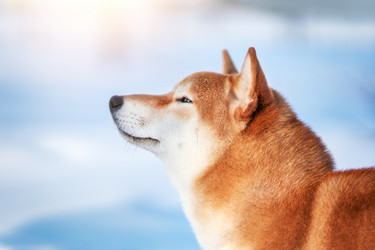 Similar image 21273972