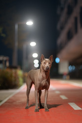 Similar image 21274356