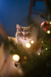 Similar image 21270102