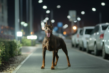 Similar image 21273994