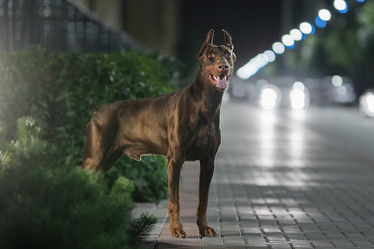 Similar image 21274373