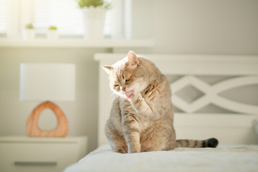 Similar image 21288785