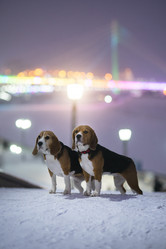 Similar image 21288792