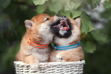 Similar image 21291524