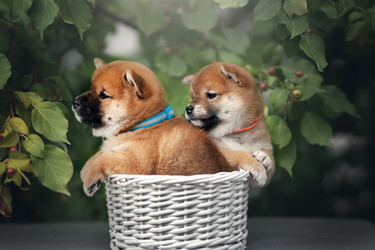 Similar image 21291527