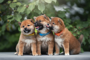 Similar image 21291534