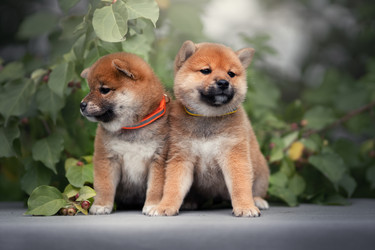 Similar image 21291539