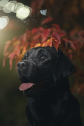 Similar image 21291594