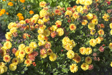 Similar image 21262752