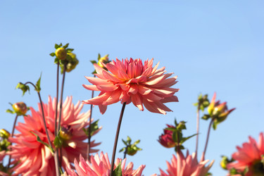 Similar image 21262756