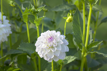 Similar image 21262759