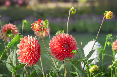 Similar image 21262763