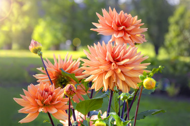 Similar image 21262764