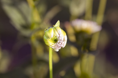 Similar image 21262705