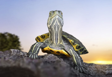 Similar image 21262774