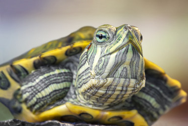 Similar image 21262775