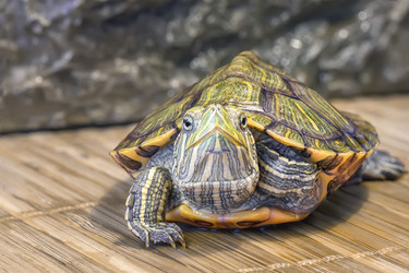 Similar image 21262677