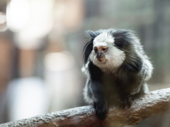 Similar image 21261390