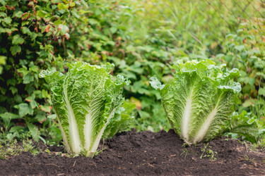 Similar image 21261427