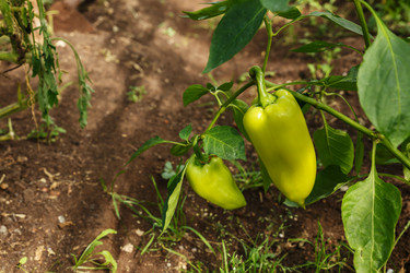 Similar image 21281260