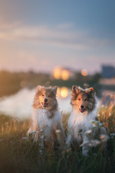 Similar image 21279891