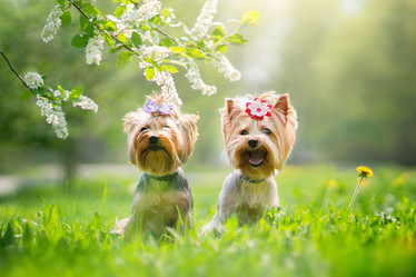 Similar image 21279904