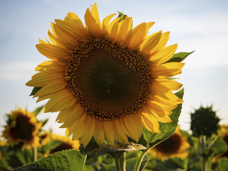 Similar image 21263049