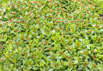 Similar image 21262859