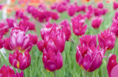 Similar image 21262861