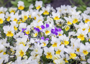 Similar image 21262863