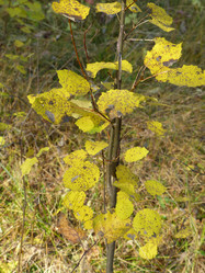 Similar image 21270643