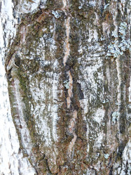 Similar image 21272715