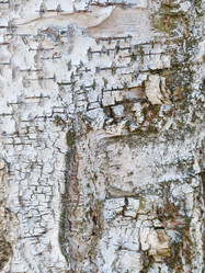 Similar image 21270645