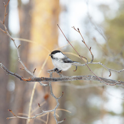 Similar image 21280100