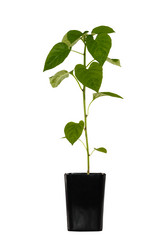 Similar image 21280160