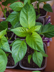 Similar image 21263083